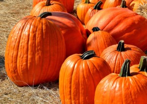 pumpkins