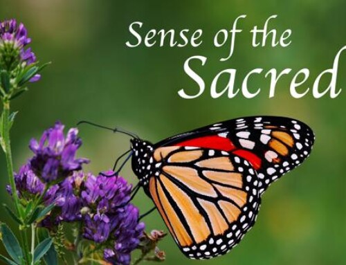 Sense of the Sacred: Fall Annual Fund
